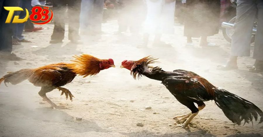Tìm hiểu thông tin về kênh trực tiếp đá gà 88 uy tín